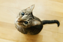 pet-friendly-flooring-cat-1