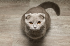 pet-friendly-flooring-cat-2
