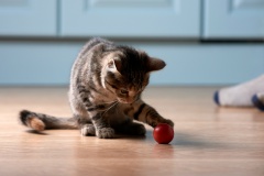 pet-friendly-flooring-cat-4