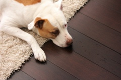 pet-friendly-flooring-dog-1