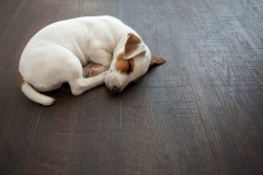 pet-friendly-flooring-dog-5-1200x800