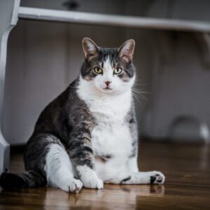 Best floors for cats