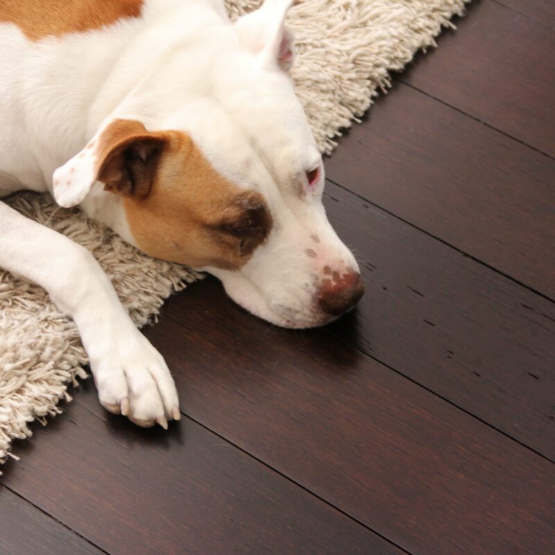 Our Guide to the Best Flooring for Pets