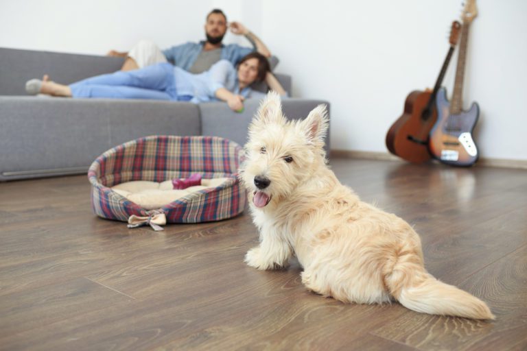Best floors for pets